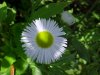 Philadelphia Fleabane (Erigeron philadelphicus)