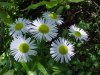 Philadelphia Fleabane (Erigeron philadelphicus)