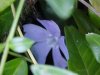 Periwinkle; Myrtle (Vinca Minor)