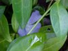 Periwinkle; Myrtle (Vinca Minor)