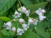 Spreading Dogbane (Apocynum androsaemifolium)