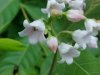 Spreading Dogbane (Apocynum androsaemifolium)