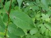 Spreading Dogbane (Apocynum androsaemifolium)