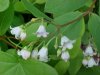 Spreading Dogbane (Apocynum androsaemifolium)