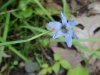 Blue-eyed Grass (Sisyrinchium angustifolium)