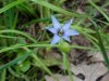 Blue-eyed Grass (Sisyrinchium angustifolium)