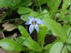 Blue-eyed Grass (Sisyrinchium angustifolium)