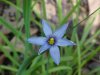 Blue-eyed Grass (Sisyrinchium angustifolium)
