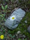 Oxeye Daisy (Leucanthemum vulgare; Chrysanthemum leucanthemum) with patterned rock