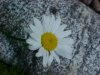 Oxeye Daisy (Leucanthemum vulgare; Chrysanthemum leucanthemum) with patterned rock