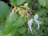 Japanese Honeysuckle (Lonicera japonica)