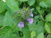 Wild Basil (Clinopodium vulgare)