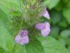Wild Basil (Clinopodium vulgare)