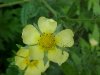 Rough-fruited Cinquefoil (Potentilla recta)