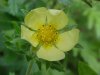 Rough-fruited Cinquefoil (Potentilla recta)