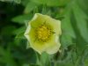 Rough-fruited Cinquefoil (Potentilla recta)