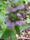 Wild Basil (Clinopodium vulgare)