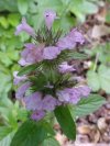 Wild Basil (Clinopodium vulgare)