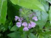 Wild Basil (Clinopodium vulgare)
