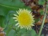 Spiney-leaved Sow Thistle (Sonchus asper)
