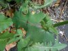 Spiney-leaved Sow Thistle (Sonchus asper)
