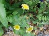 Spiney-leaved Sow Thistle (Sonchus asper)