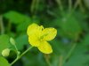 Greater Celandine; Wartweed (Chelidonium majus)