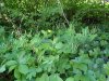 Greater Celandine; Wartweed (Chelidonium majus)