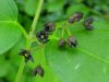 Black swallow-wort (Cynanchum nigrum; Cynanchum rossicum)