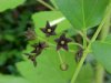 Black swallow-wort (Cynanchum nigrum; Cynanchum rossicum)