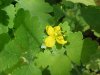 Greater Celandine; Wartweed (Chelidonium majus)