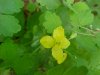 Greater Celandine; Wartweed (Chelidonium majus)