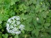 Wild Angelica (Angelica triquinata) - described as closely resembling the very poisoness Water Hemlock (Cicuta maculata)