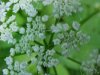 Wild Angelica (Angelica triquinata) - described as closely resembling the very poisoness Water Hemlock (Cicuta maculata)