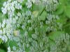 Wild Angelica (Angelica triquinata) - described as closely resembling the very poisoness Water Hemlock (Cicuta maculata)