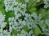 Wild Angelica (Angelica triquinata) - described as closely resembling the very poisoness Water Hemlock (Cicuta maculata)