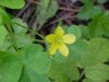 Yellow Wood Sorrel; Sour Grass (Oxalis stricta)