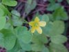 Yellow Wood Sorrel; Sour Grass (Oxalis stricta)