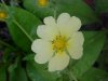 Rough-fruited Cinquefoil (Potentilla recta)