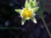 Rough-fruited Cinquefoil (Potentilla recta)