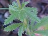 Rough-fruited Cinquefoil (Potentilla recta)
