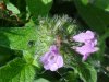 Wild Basil (Clinopodium vulgare)