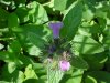 Wild Basil (Clinopodium vulgare)