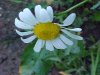 Oxeye Daisy (Leucanthemum vulgare; Chrysanthemum leucanthemum)