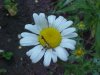 Oxeye Daisy (Leucanthemum vulgare; Chrysanthemum leucanthemum)