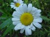 Oxeye Daisy (Leucanthemum vulgare; Chrysanthemum leucanthemum)