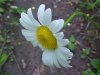 Oxeye Daisy (Leucanthemum vulgare; Chrysanthemum leucanthemum)