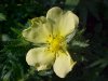Rough-fruited Cinquefoil (Potentilla recta)