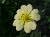 Rough-fruited Cinquefoil (Potentilla recta)