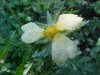 Rough-fruited Cinquefoil (Potentilla recta)